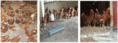 Huehnerprojekt Ankunft der Huehner